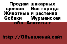 Продам шикарных щенков  - Все города Животные и растения » Собаки   . Мурманская обл.,Апатиты г.